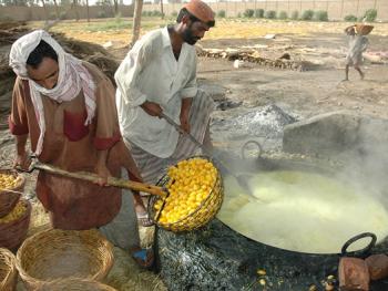 巴基斯坦椰枣初加工